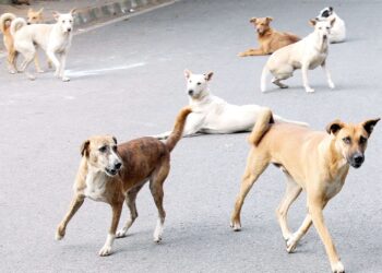 मोकाट कुत्र्यांचे शहरात लवकरच होणार निर्बिजीकरण…