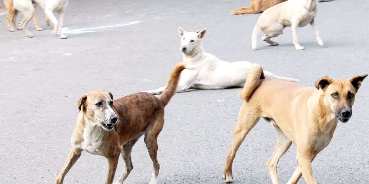 मोकाट कुत्र्यांचे शहरात लवकरच होणार निर्बिजीकरण…