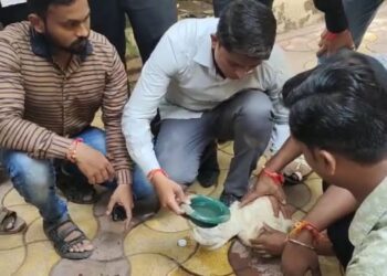 त्या निष्पाप २ कोंबड्यांचा मृत्यू  ; भाजप-शिवसेना झटापटी चा परिणाम