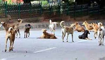 नशिराबादला मोकाट कुत्र्यांचा उपद्रव वाढला… बंदोबस्ताची मागणी
