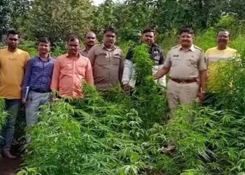 वनजमिनीवरील गांजा शेती पोलिसांकडून उद्धवस्‍त…