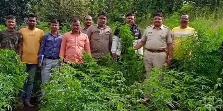 वनजमिनीवरील गांजा शेती पोलिसांकडून उद्धवस्‍त…