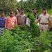 वनजमिनीवरील गांजा शेती पोलिसांकडून उद्धवस्‍त…
