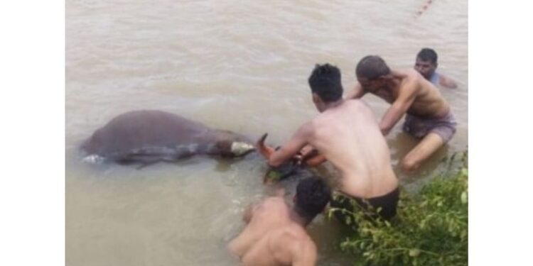 त्या दोघांनी पुराच्या पाण्यात उड्या घेत वाचवले प्राण…