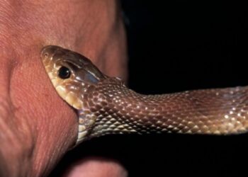 कुटुंबाचा आधारच हरपला; संदीपचा सर्पदंशाने बळी