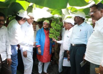 शेतकर्‍यांना मिळणार दिलासा; केळी उत्पादकांसह फळबागायतदार शेतकर्‍यांना विम्याची रक्कम मंजूर