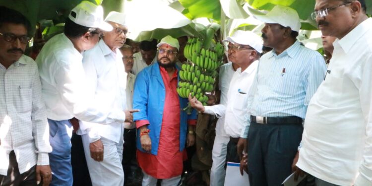 शेतकर्‍यांना मिळणार दिलासा; केळी उत्पादकांसह फळबागायतदार शेतकर्‍यांना विम्याची रक्कम मंजूर
