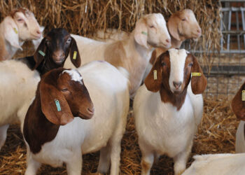 अमळनेर तालुक्यातील गांधली येथे चोरट्यांनी लांबविल्या ६३ बकऱ्या