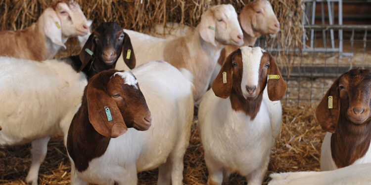 अमळनेर तालुक्यातील गांधली येथे चोरट्यांनी लांबविल्या ६३ बकऱ्या