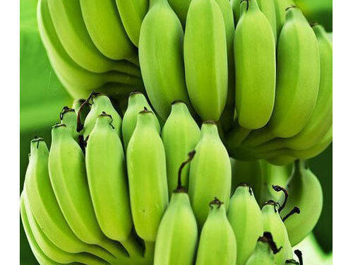 जामनेरातून इराणला प्रथमच केळी निर्यात होणार….