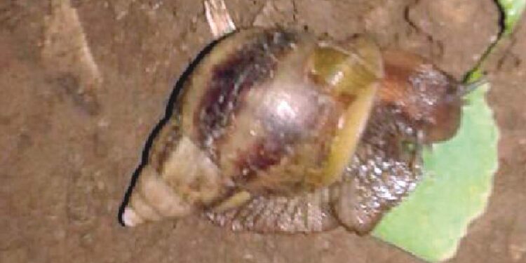 साक्री तालुक्यातील उंबरे गावच्या शिवारामध्ये गोगलगाईचा हल्याने शेतीचे नुकसान..