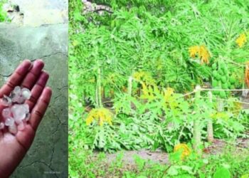 चोपडा तालुक्यात मुसळधार पावसाने झोडपले…..