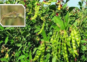 तुर पिकावरील अळीचा प्रादुर्भाव रोखण्याकरिता रासायनिक फवारणी निविष्ठा उपलब्ध करून द्या- खा. उन्मेश दादा पाटील यांची मागणी