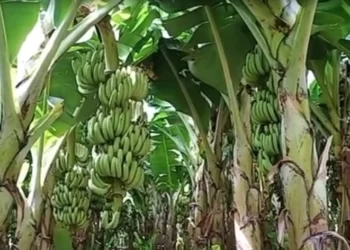दिवाळीच्या तोंडावर केळी उत्पादकांना मोठा धक्का..