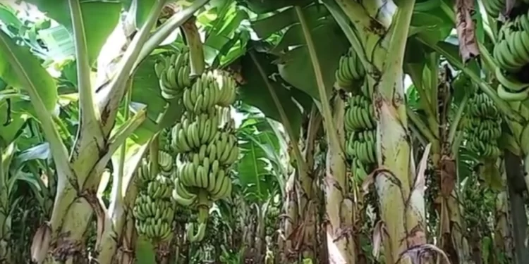 दिवाळीच्या तोंडावर केळी उत्पादकांना मोठा धक्का..