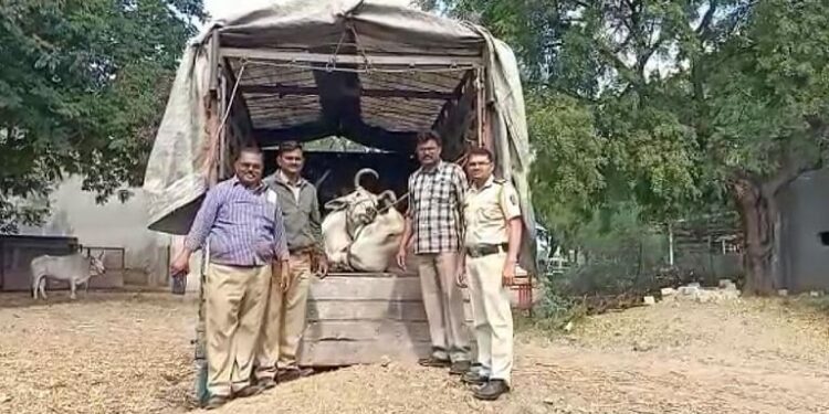 कत्‍तलीसाठी जाणाऱ्या १४ जनावरांची सुटका; दोघे ताब्‍यात