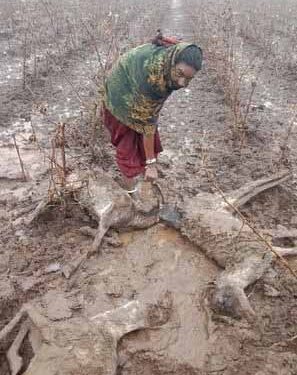 अवकाळी पावसानं सर्वच हिरावल; शेतीचे मोठे नुकसान, थंडीमुळे 20 हून अधिक मेंढ्या दगावल्या…..