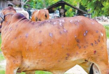 गुजरातच्या 17 जिल्ह्यांमध्ये हा जीवघेणा रोग पसरला ; आता महाराष्ट्रात येण्याची भीती..