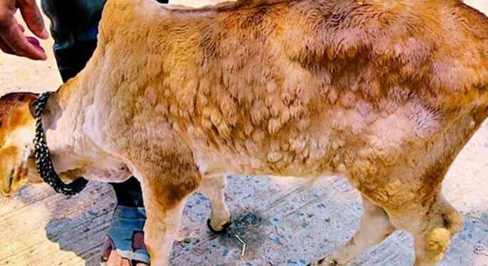 खळबळजनक; जळगावत लंम्पी व्हायरस ने घातले थैमान , ‘ह्या’ भागात सर्वाधिक रुग्ण