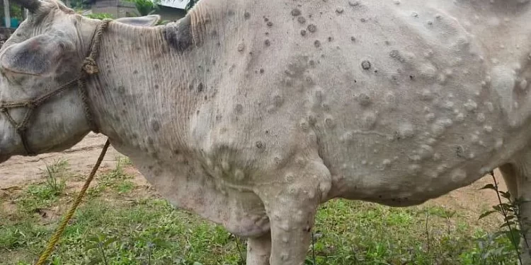 भयंकर; लंपी व्हायरस मुळे देशात ६७,००० पेक्षा जास्त गुरांचा मृत्यू , महाराष्ट्रात ‘ह्या’ जिल्ह्यात थैमान सुरू…