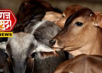 चाळीसगावात गोवंश तस्करी रोखली; संतप्त जमावाने वाहन पेटवल्याने तणावाची परिस्थिती