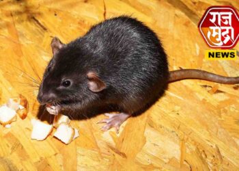 धक्कादायक! बीपीचे औषध समजून घेतले उंदीर मारण्याचे विष; महिलेनं गमावला जीव