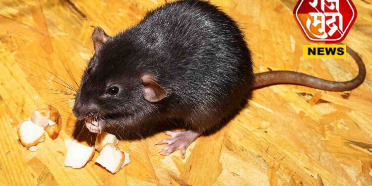 धक्कादायक! बीपीचे औषध समजून घेतले उंदीर मारण्याचे विष; महिलेनं गमावला जीव