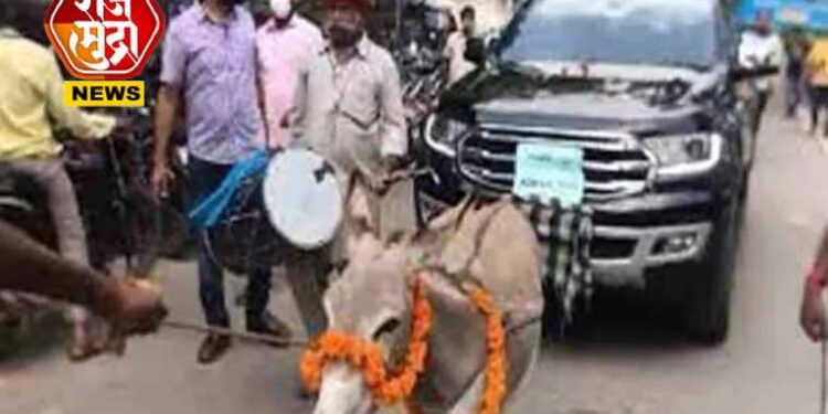 अजबगजब! गाढवाने शोरूममध्ये ओढून नेली 18 लाखांची कार, मदत न मिळाल्याने मालकानं केला निषेध