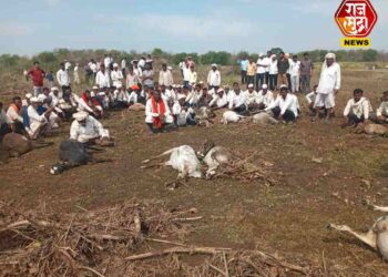 जामनेरमध्ये वादळीवाऱ्यांसह गारपिटीचा कहर; साडेपाचशे मेंढ्या जागीच ठार