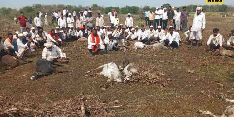 जामनेरमध्ये वादळीवाऱ्यांसह गारपिटीचा कहर; साडेपाचशे मेंढ्या जागीच ठार
