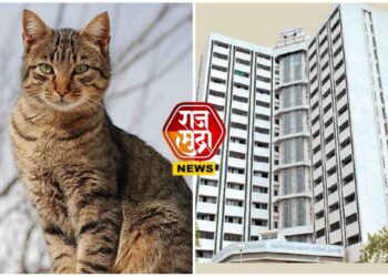 जळगाव मनपा करणार मांजरांचे निर्बिजीकरण; सभेत येणार प्रस्ताव