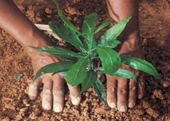 राष्ट्रीय महामार्गाच्या दूतर्फा गांधी रिसर्च फाऊंडेशनतर्फे वृक्षारोपण