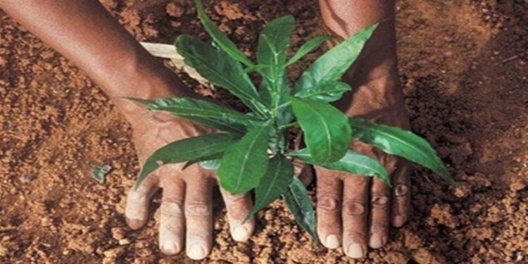 राष्ट्रीय महामार्गाच्या दूतर्फा गांधी रिसर्च फाऊंडेशनतर्फे वृक्षारोपण