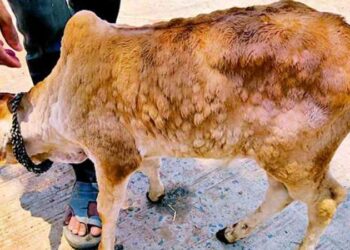 खळबळजनक; जळगावत लंम्पी व्हायरस ने घातले थैमान , ‘ह्या’ भागात सर्वाधिक रुग्ण